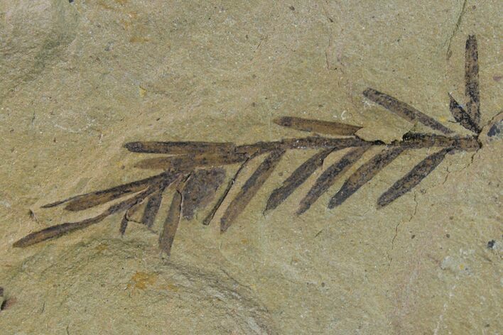 Dawn Redwood (Metasequoia) Fossil - Montana #153687